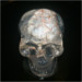 cranial creations skull six